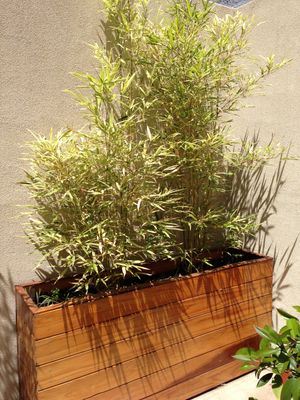 tall redwood planter with bamboo in it
