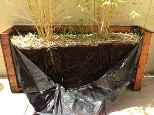 planter with the side taken off, showing bamboo roots