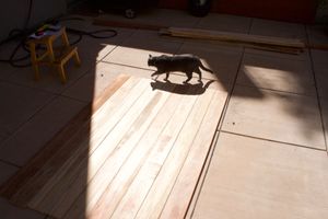 cat walking across wood planks in a courtyard
