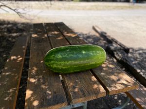 An enormous watermelon