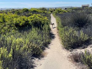 Path with a coyote