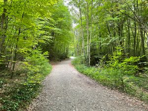 Gravel road in the woods